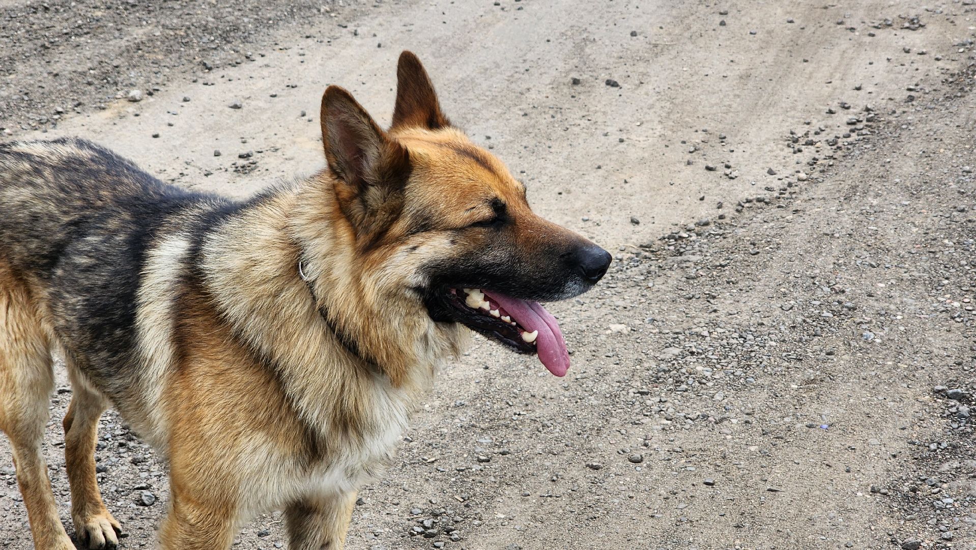 солнечногорск, сверчково, экология, свиноферма, прокуратура,