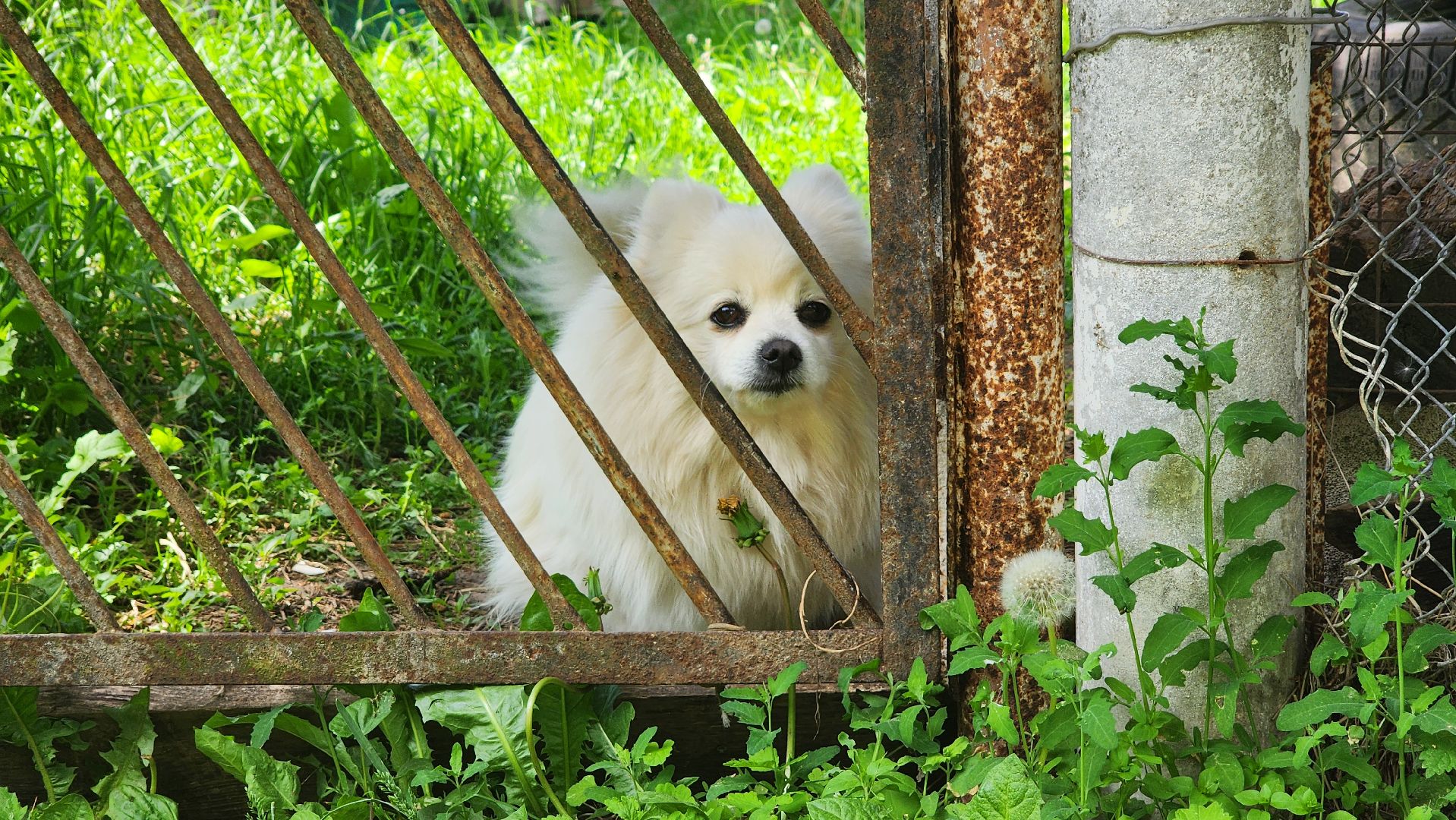 солнечногорск, сверчково, экология, свиноферма, прокуратура,