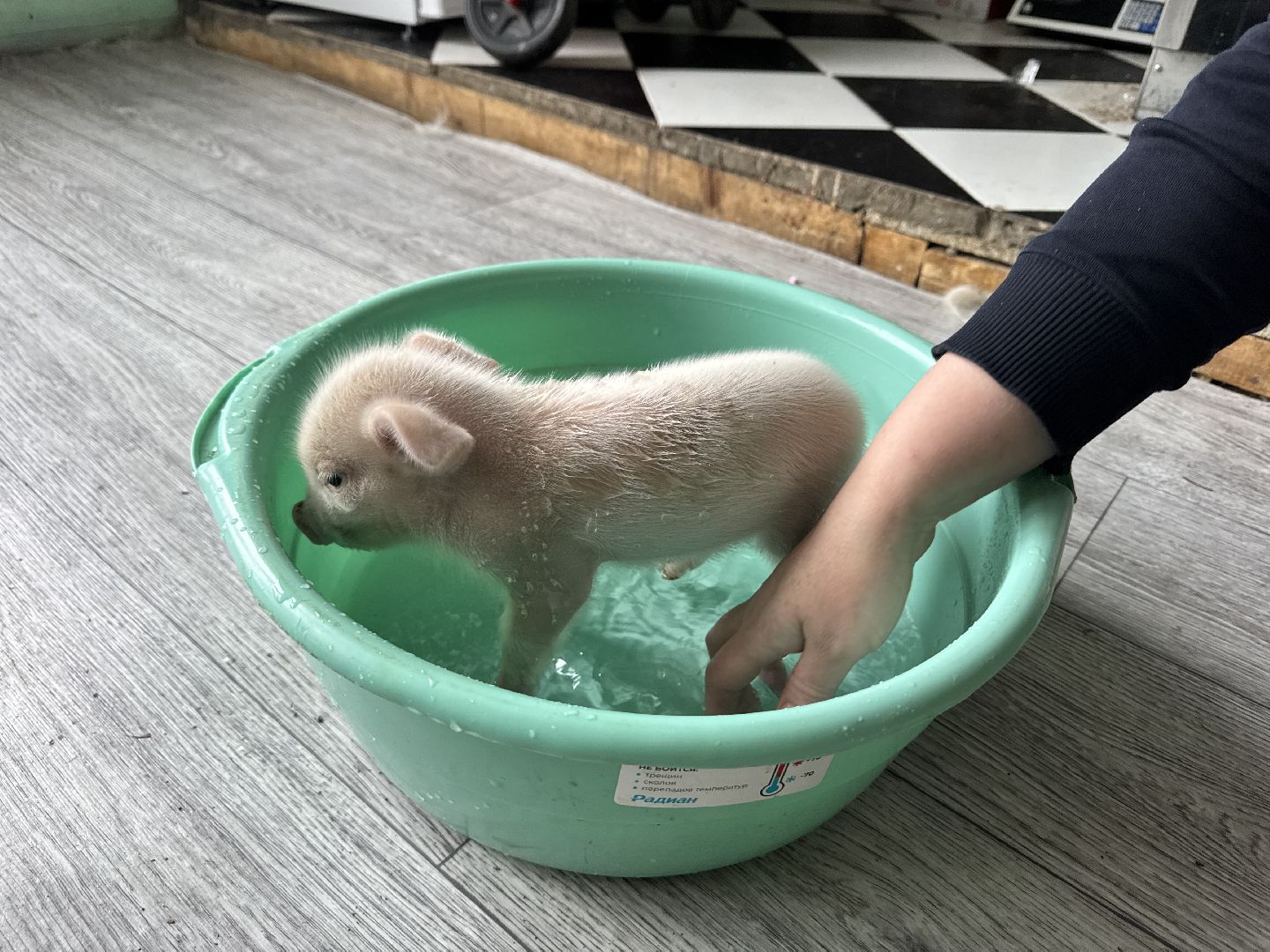 шаховская, поросенок, домашний поросенок, ферма, фермеры,