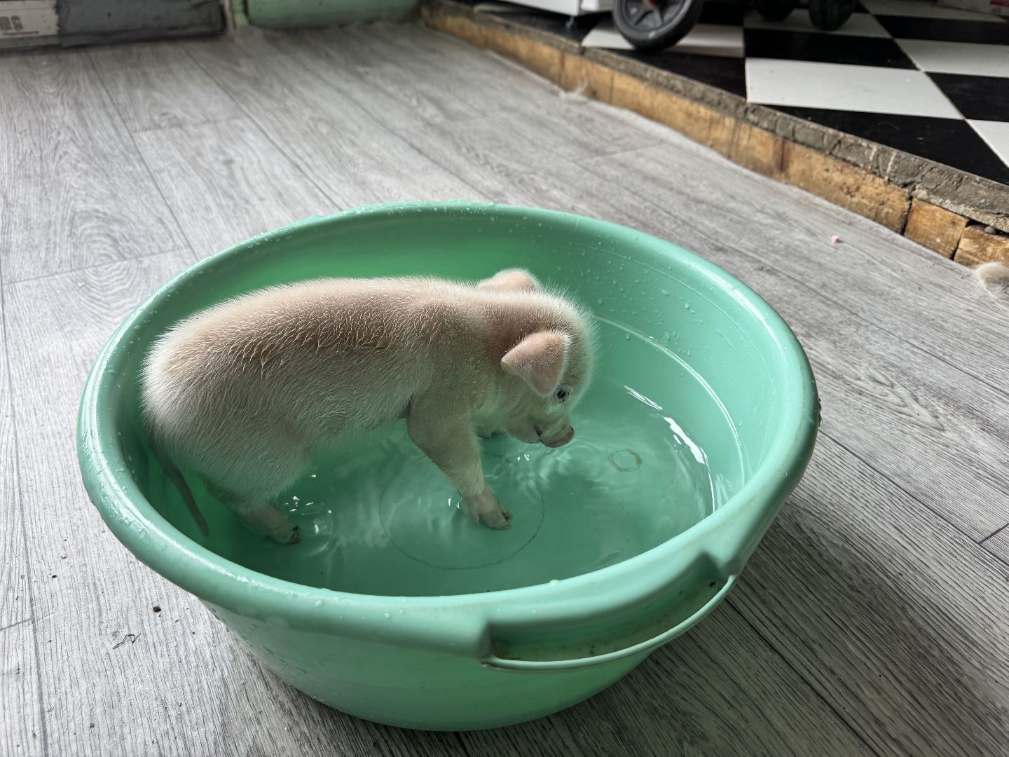 шаховская, поросенок, домашний поросенок, ферма, фермеры,