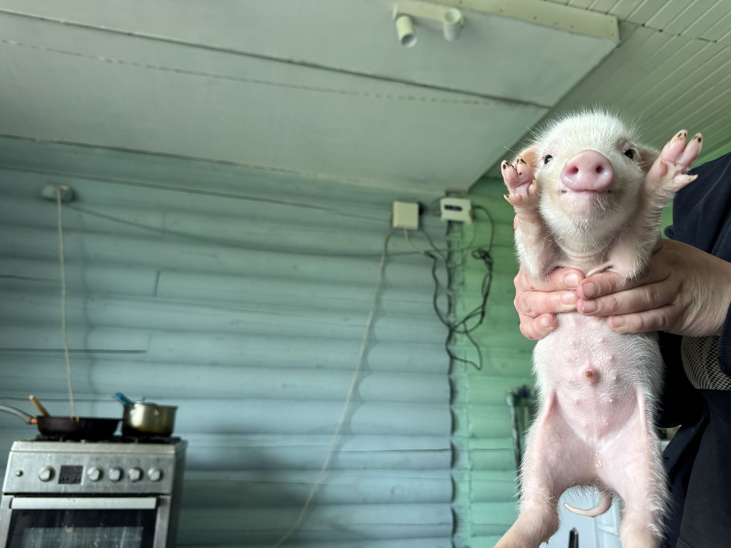 шаховская, поросенок, домашний поросенок, ферма, фермеры,