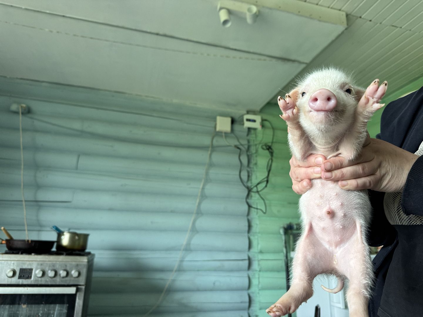 шаховская, поросенок, домашний поросенок, ферма, фермеры,