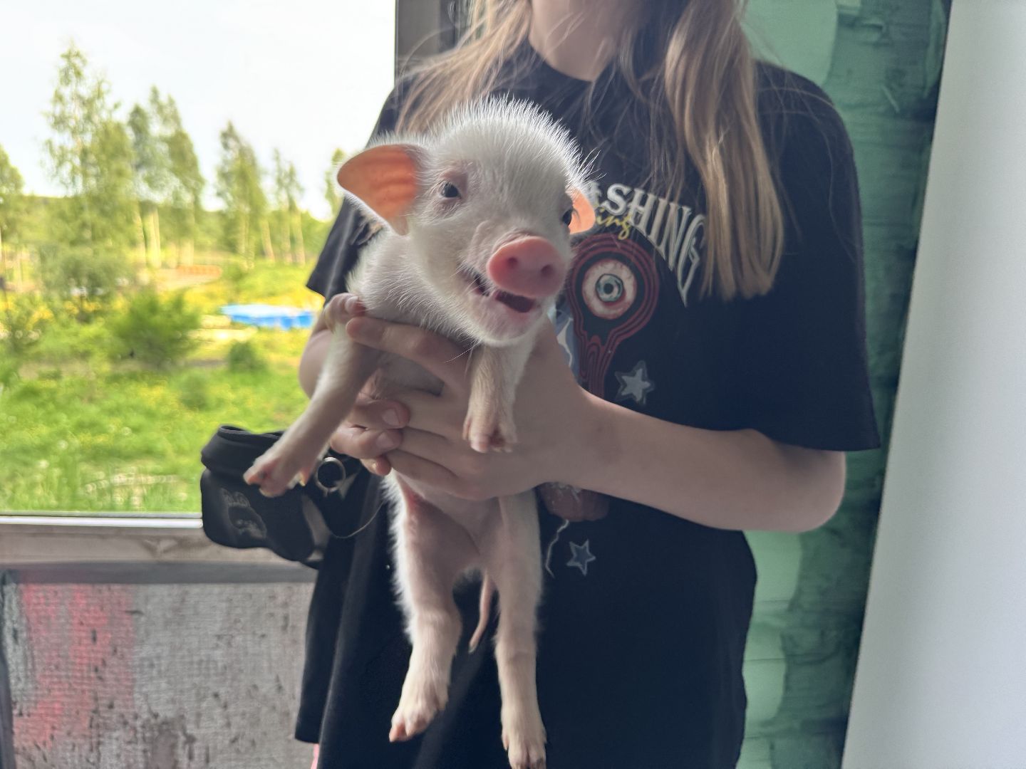 шаховская, поросенок, домашний поросенок, ферма, фермеры,