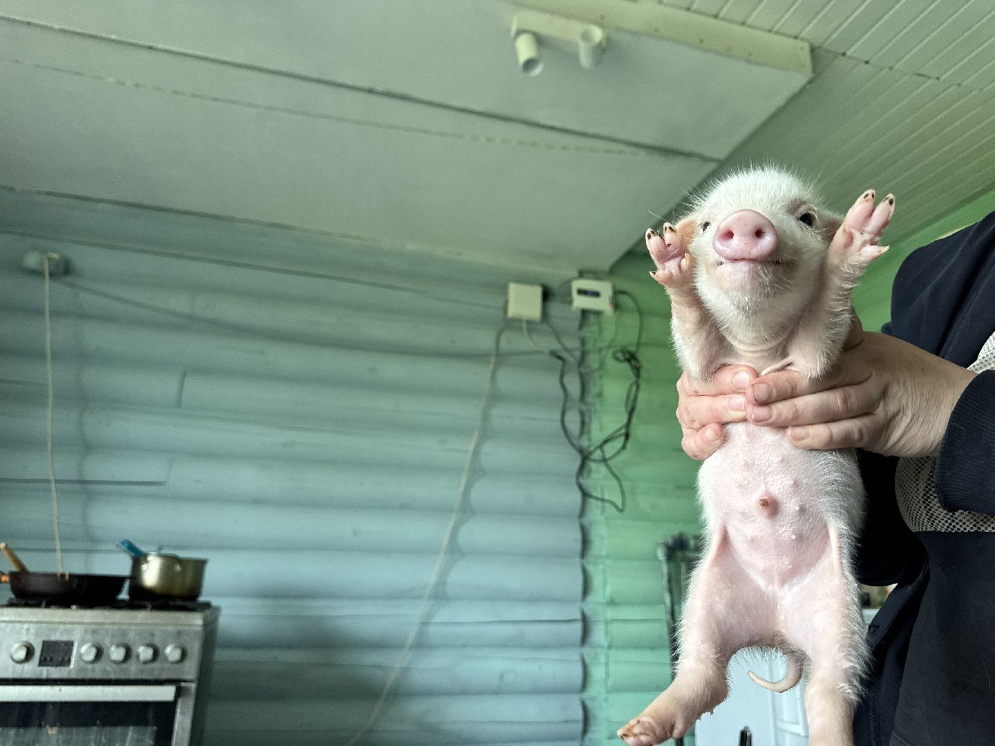 шаховская, поросенок, домашний поросенок, ферма, фермеры,