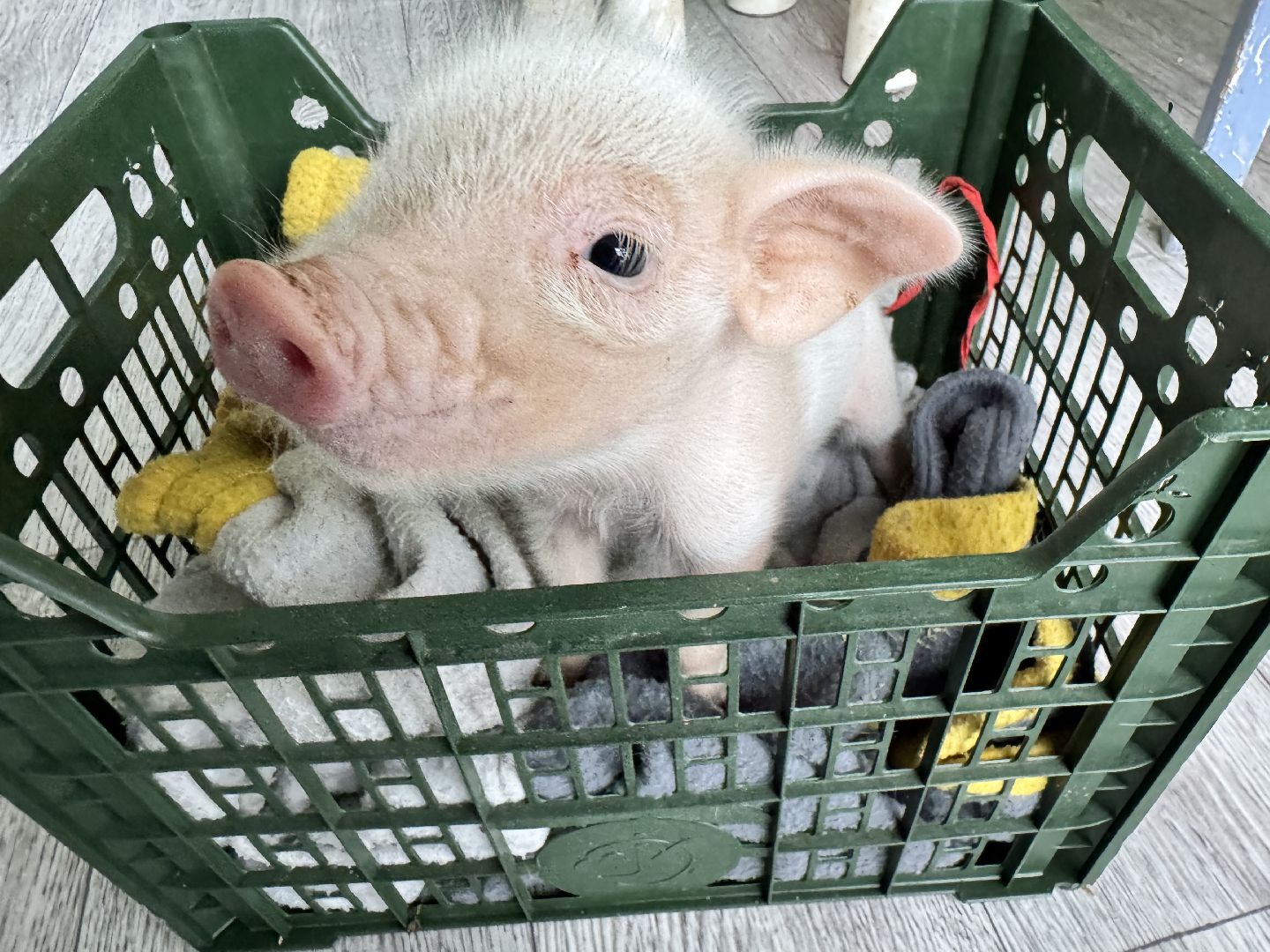 шаховская, поросенок, домашний поросенок, ферма, фермеры,