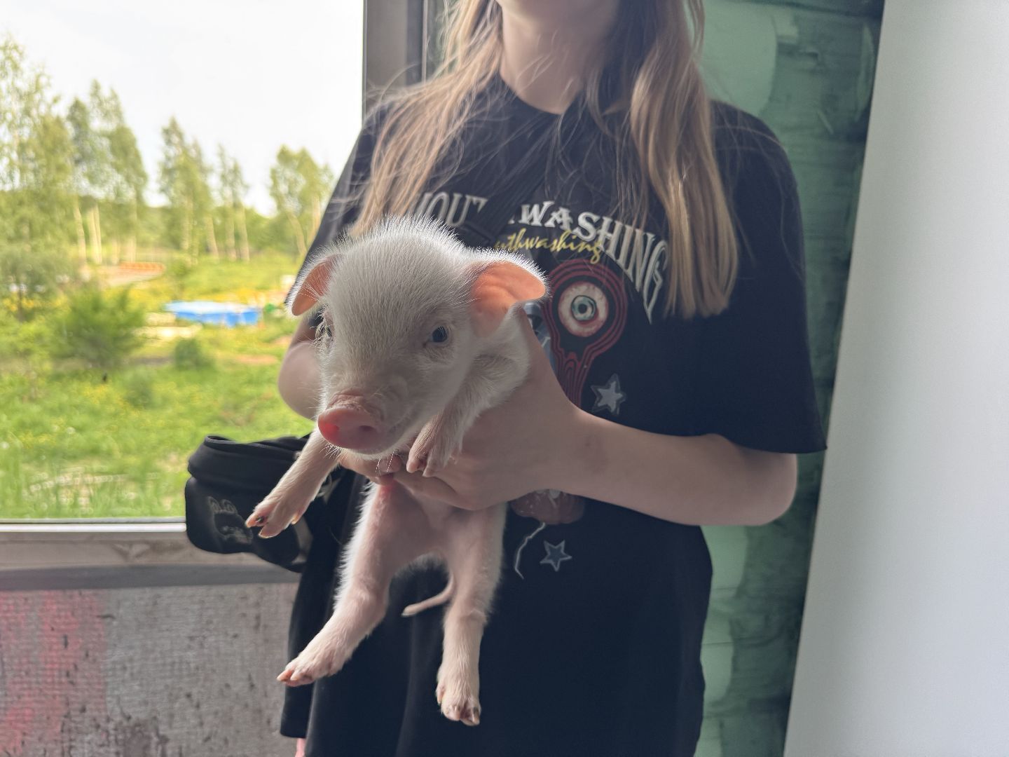 шаховская, поросенок, домашний поросенок, ферма, фермеры,