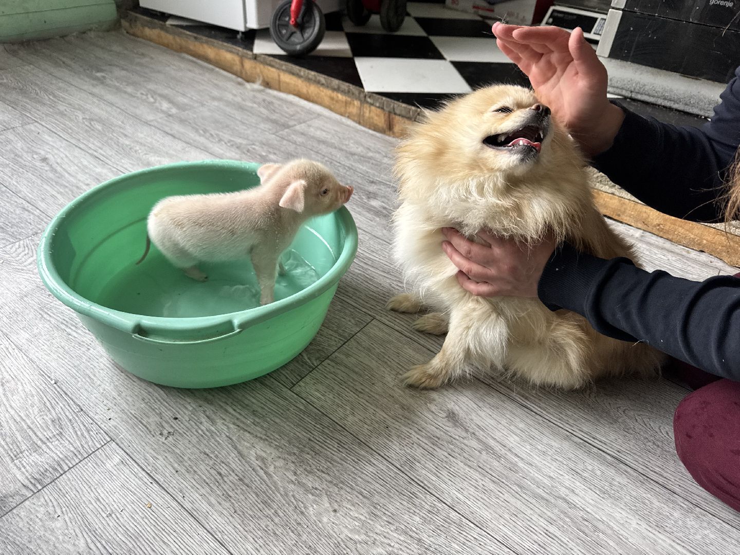 шаховская, поросенок, домашний поросенок, ферма, фермеры,