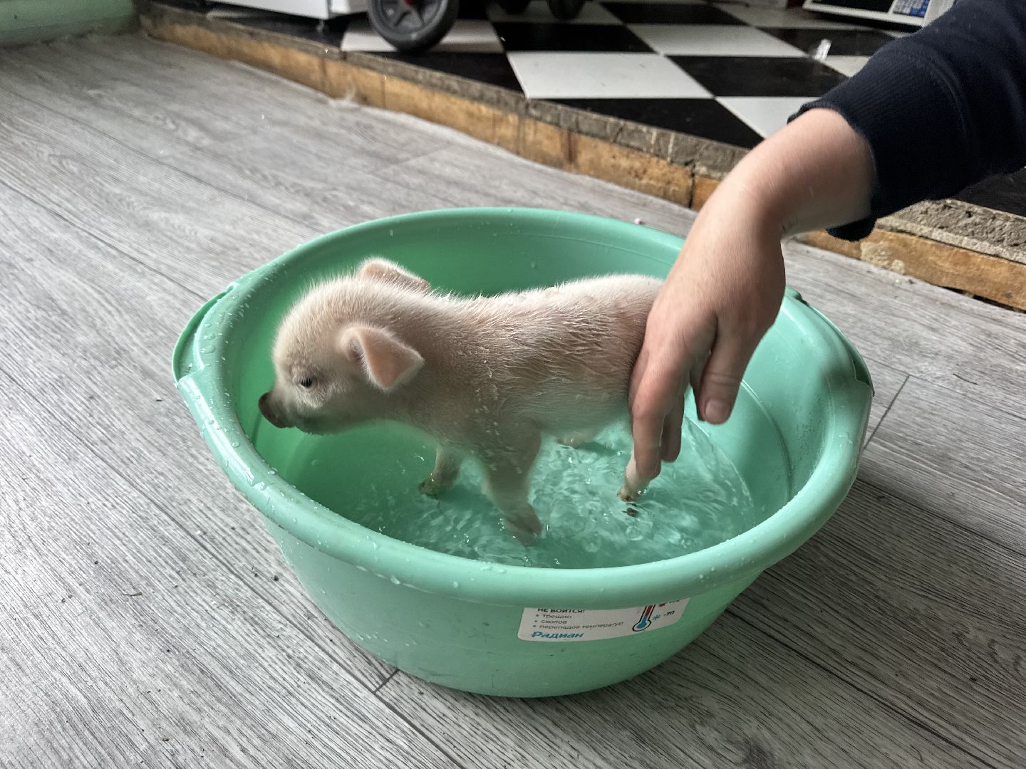 шаховская, поросенок, домашний поросенок, ферма, фермеры,