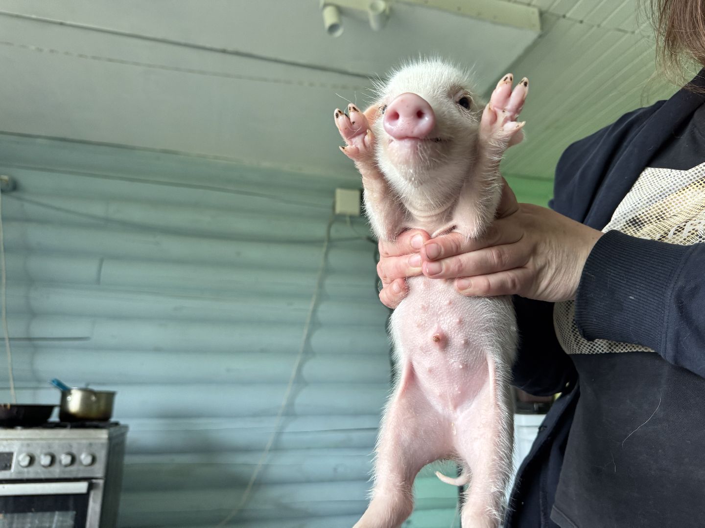 шаховская, поросенок, домашний поросенок, ферма, фермеры,