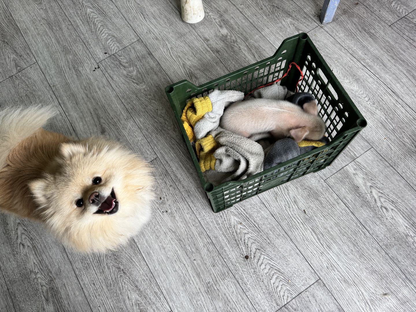 шаховская, поросенок, домашний поросенок, ферма, фермеры,