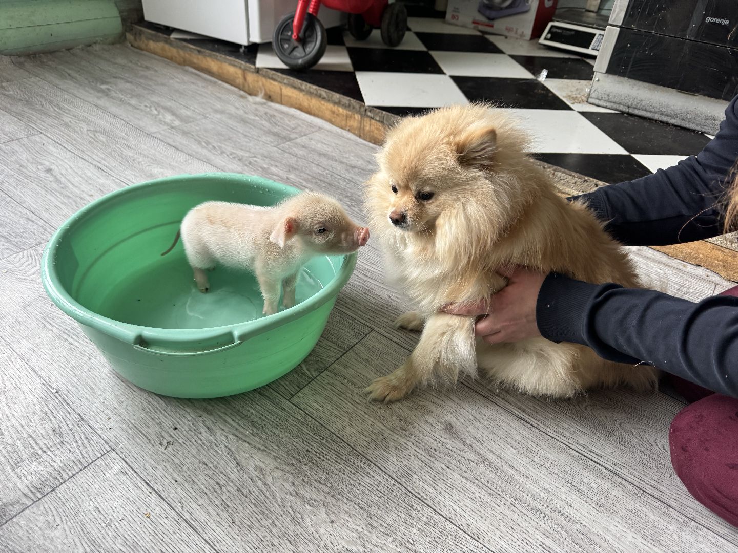 шаховская, поросенок, домашний поросенок, ферма, фермеры,