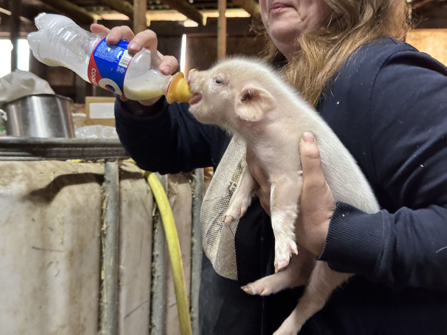 шаховская, поросенок, домашний поросенок, ферма, фермеры,