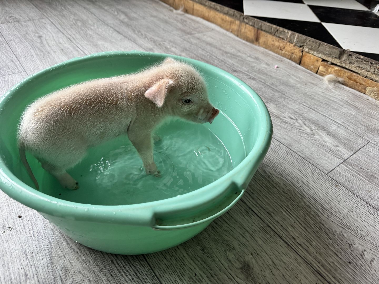 шаховская, поросенок, домашний поросенок, ферма, фермеры,