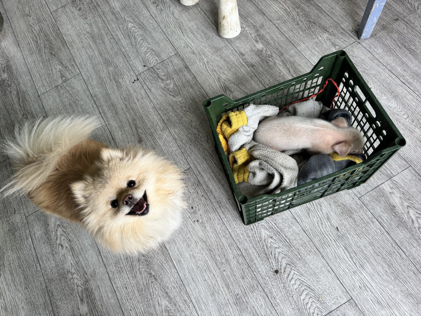 шаховская, поросенок, домашний поросенок, ферма, фермеры,