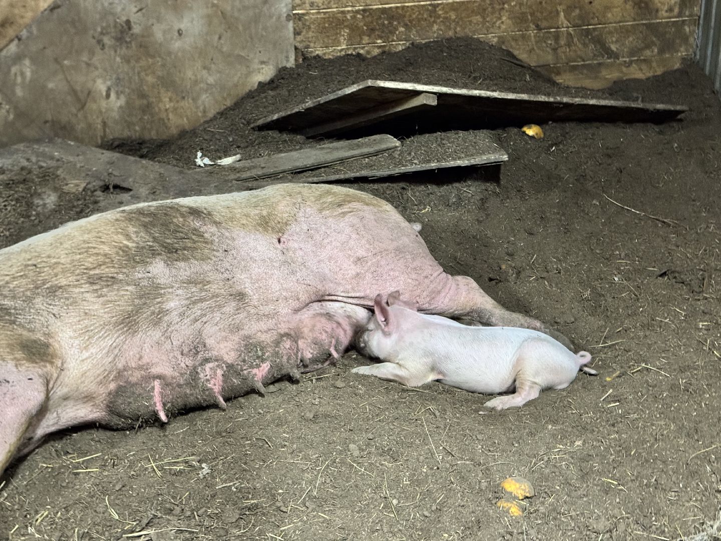 шаховская, поросенок, домашний поросенок, ферма, фермеры,