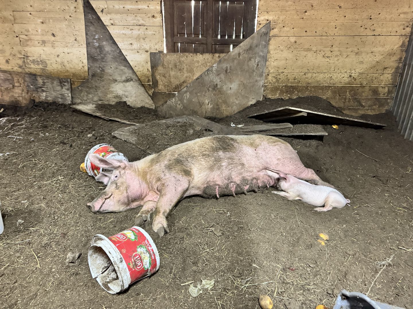 шаховская, поросенок, домашний поросенок, ферма, фермеры,