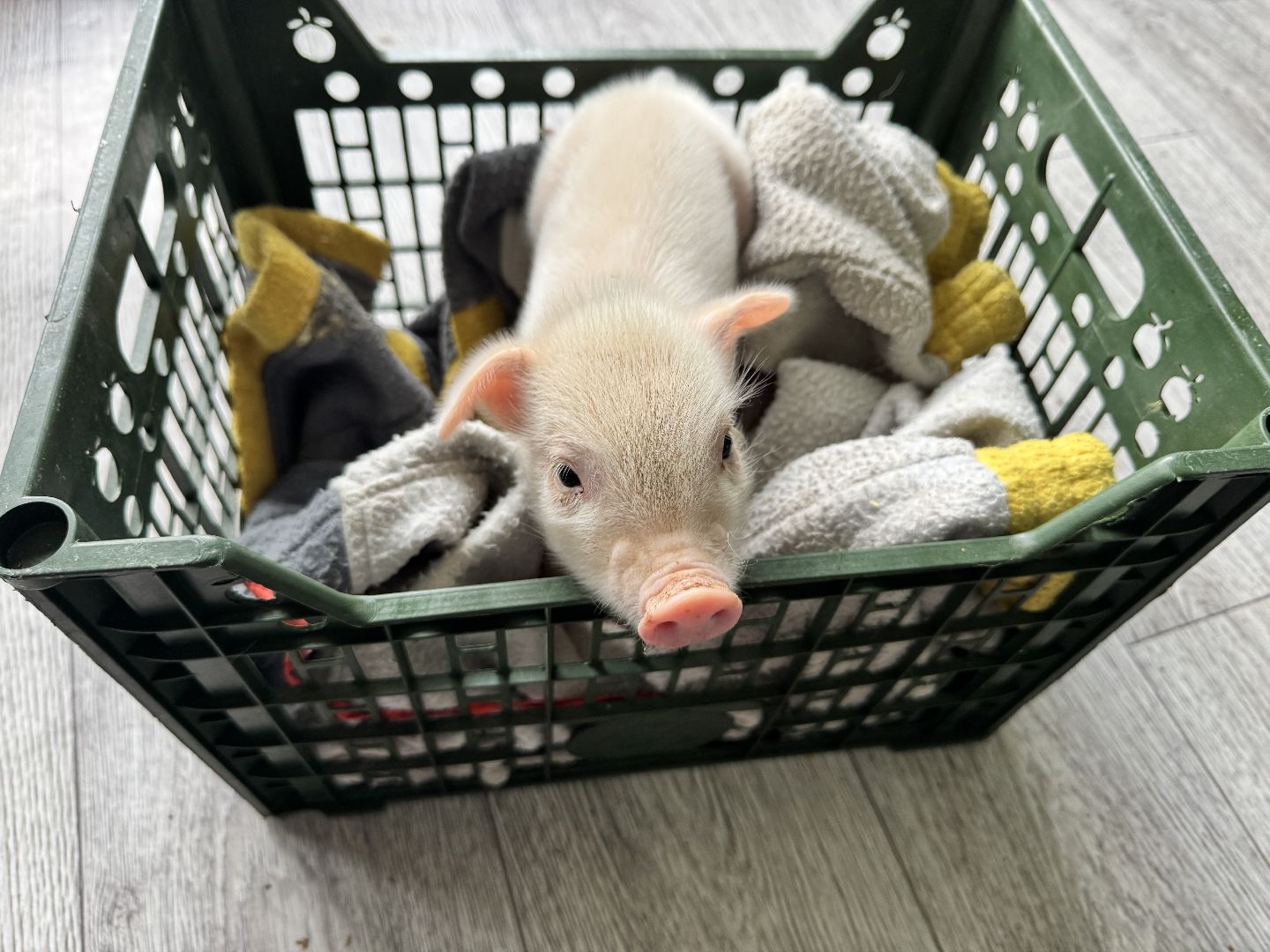 шаховская, поросенок, домашний поросенок, ферма, фермеры,