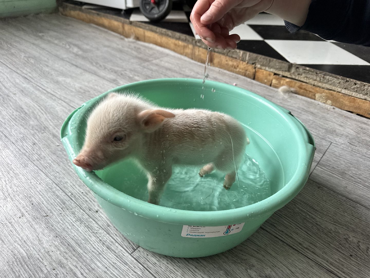 шаховская, поросенок, домашний поросенок, ферма, фермеры,