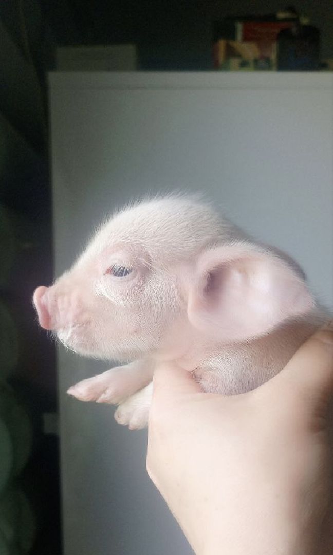 шаховская, поросенок, домашний поросенок, ферма, фермеры,