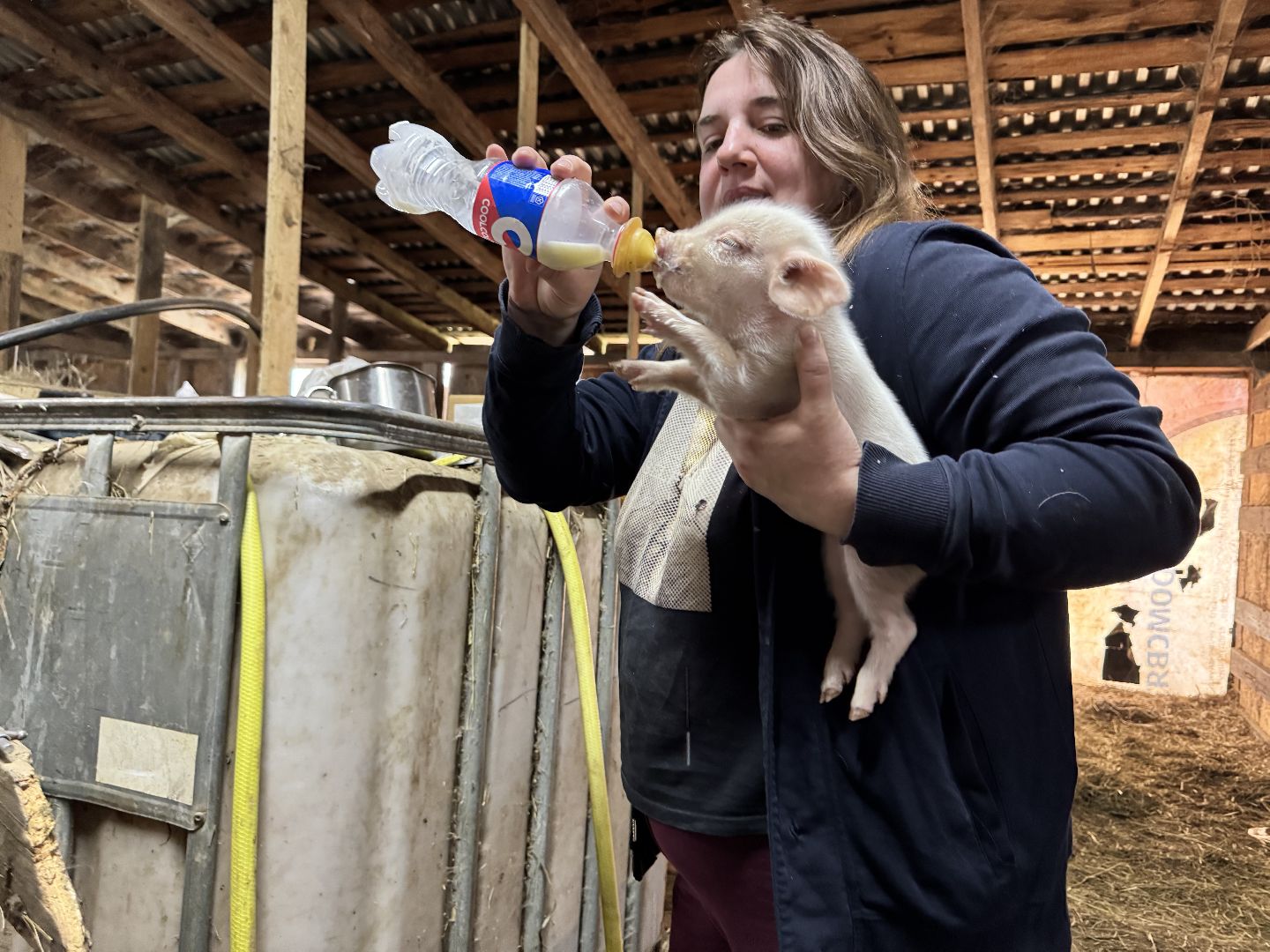 шаховская, поросенок, домашний поросенок, ферма, фермеры,