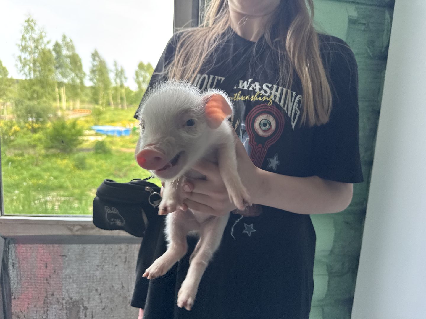 шаховская, поросенок, домашний поросенок, ферма, фермеры,