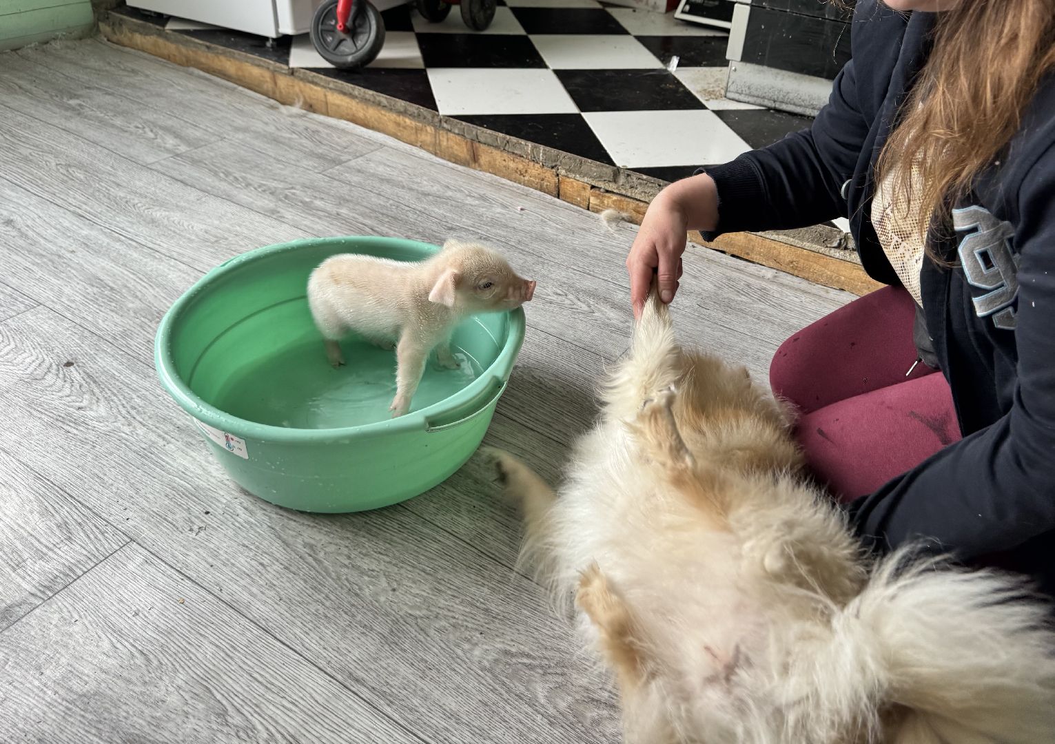 шаховская, поросенок, домашний поросенок, ферма, фермеры,