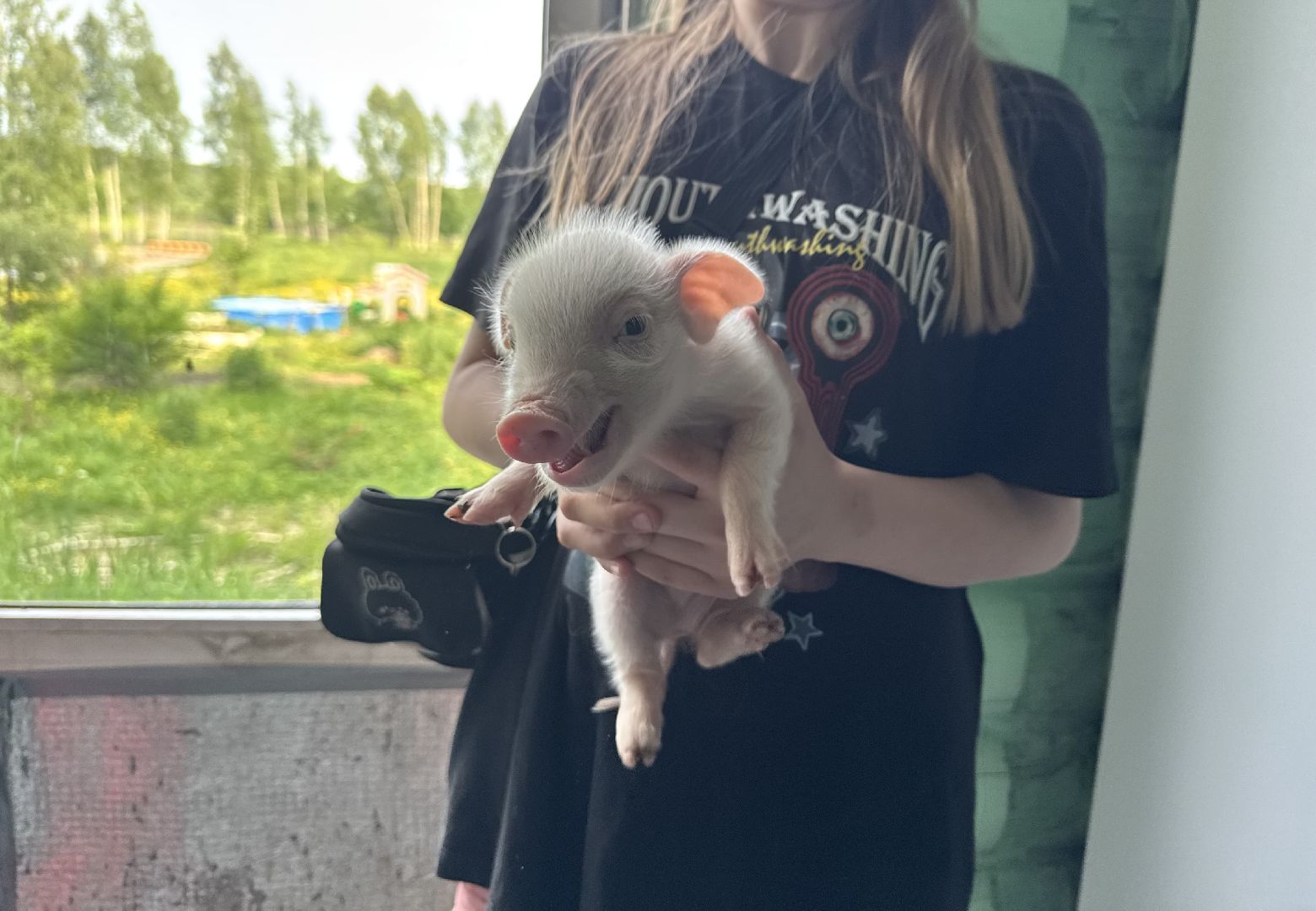 шаховская, поросенок, домашний поросенок, ферма, фермеры,