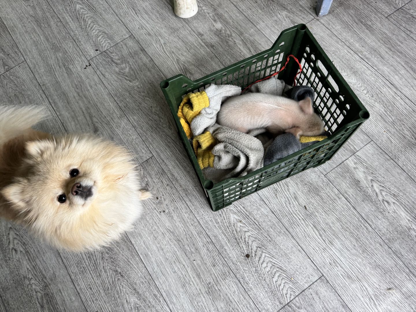 шаховская, поросенок, домашний поросенок, ферма, фермеры,