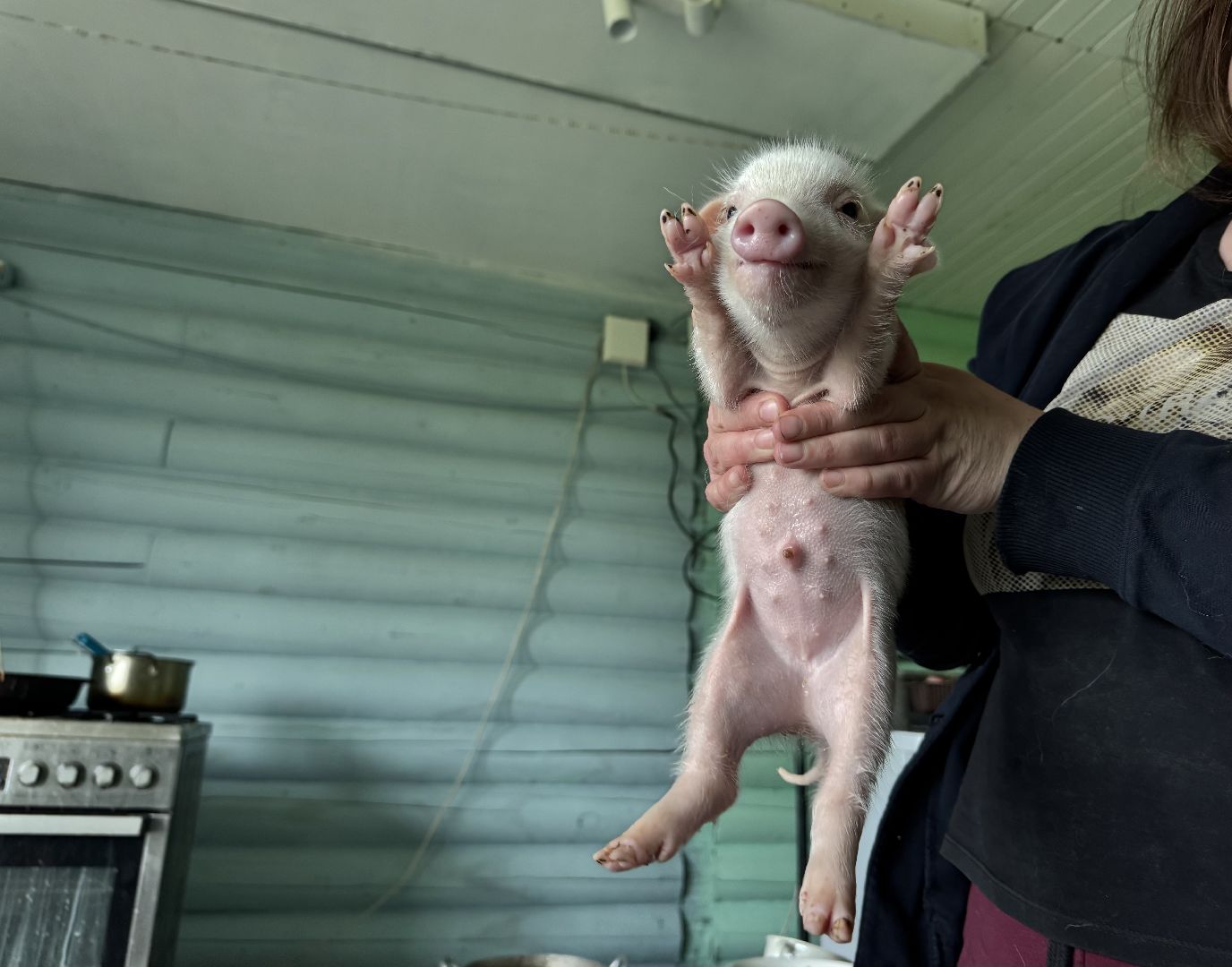 шаховская, поросенок, домашний поросенок, ферма, фермеры,