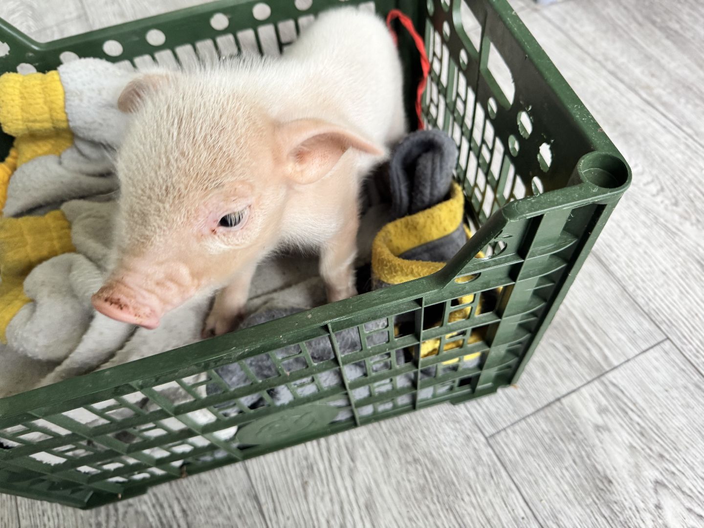 шаховская, поросенок, домашний поросенок, ферма, фермеры,