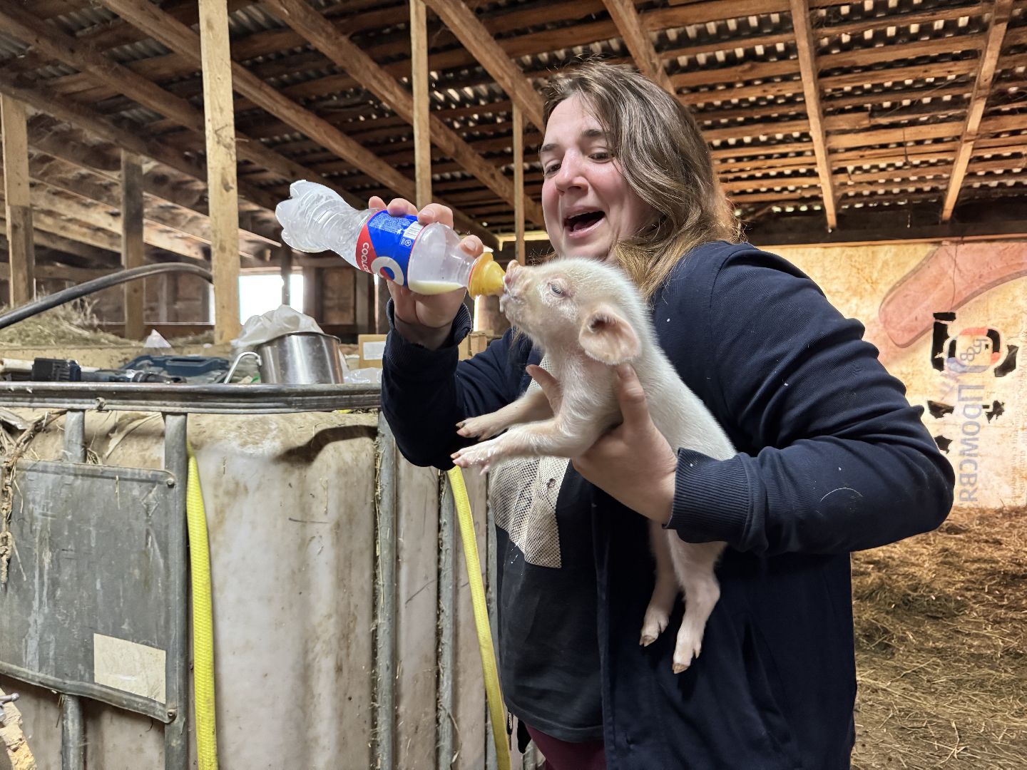 шаховская, поросенок, домашний поросенок, ферма, фермеры,