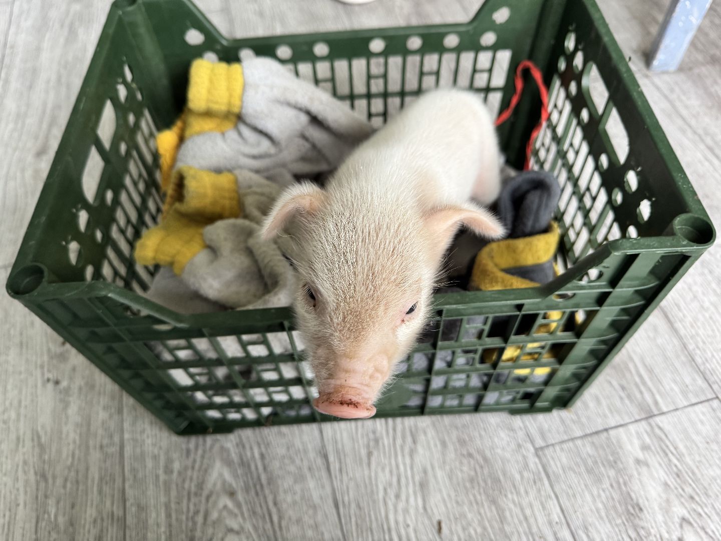 шаховская, поросенок, домашний поросенок, ферма, фермеры,