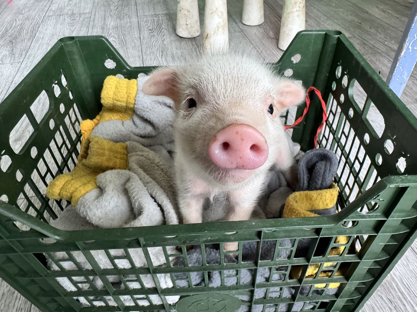 шаховская, поросенок, домашний поросенок, ферма, фермеры,