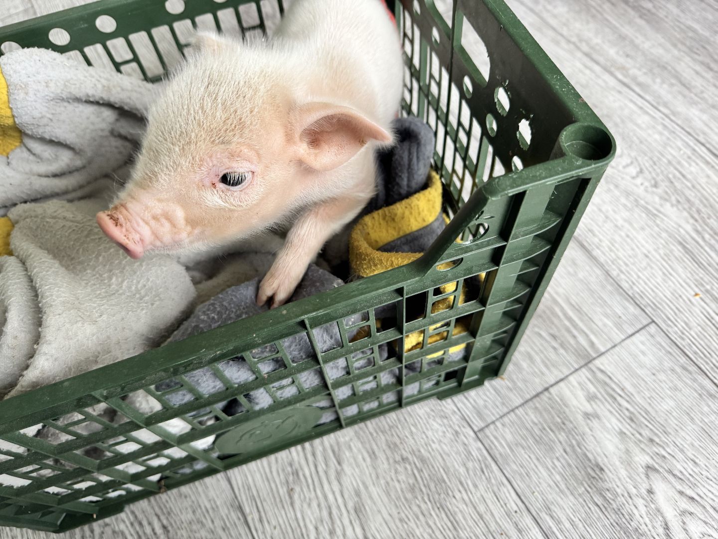 шаховская, поросенок, домашний поросенок, ферма, фермеры,