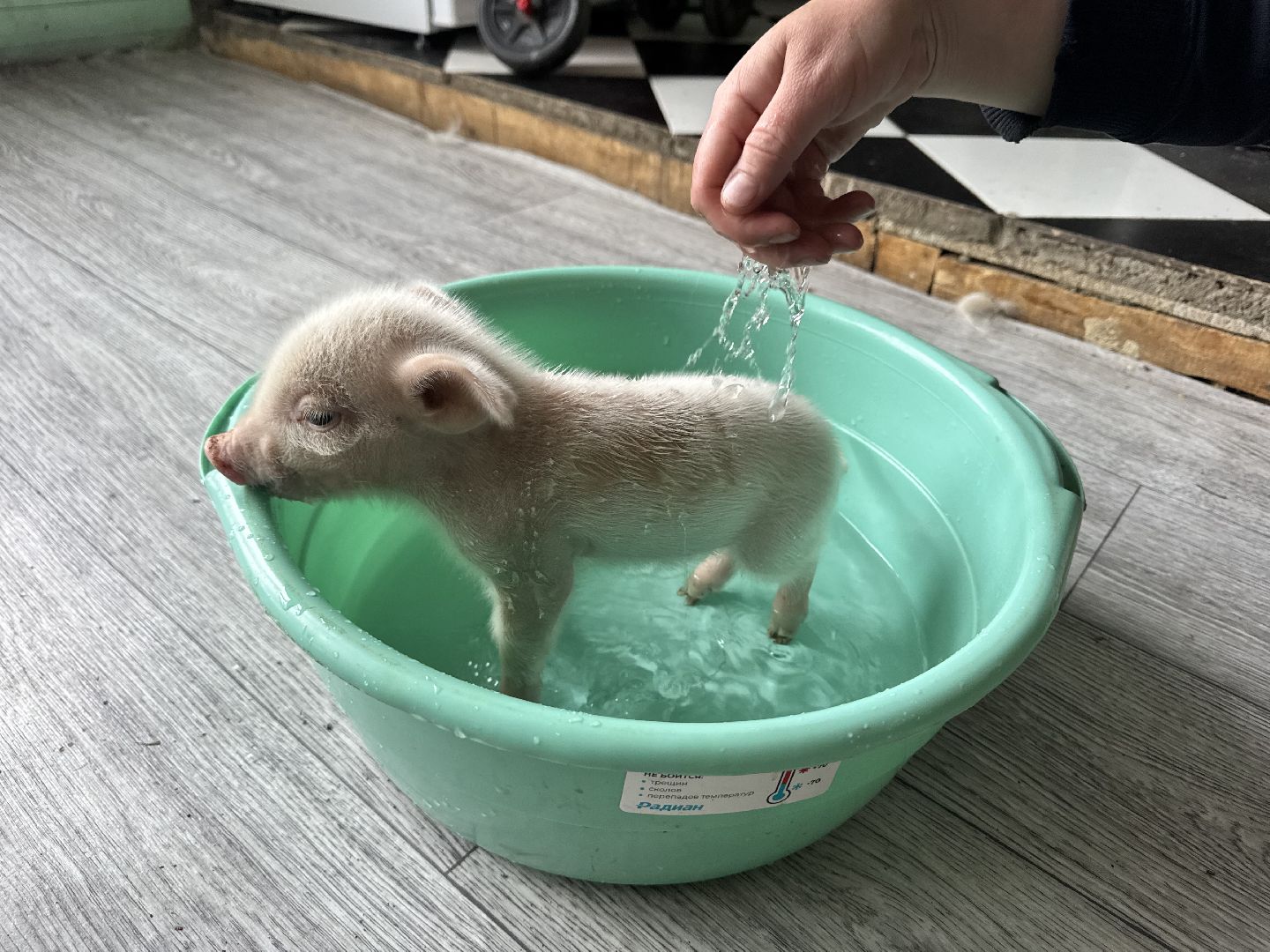 шаховская, поросенок, домашний поросенок, ферма, фермеры,