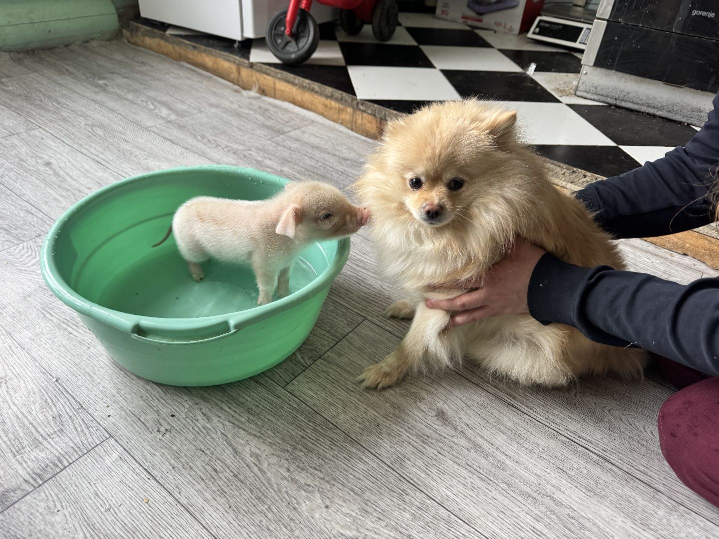 шаховская, поросенок, домашний поросенок, ферма, фермеры,