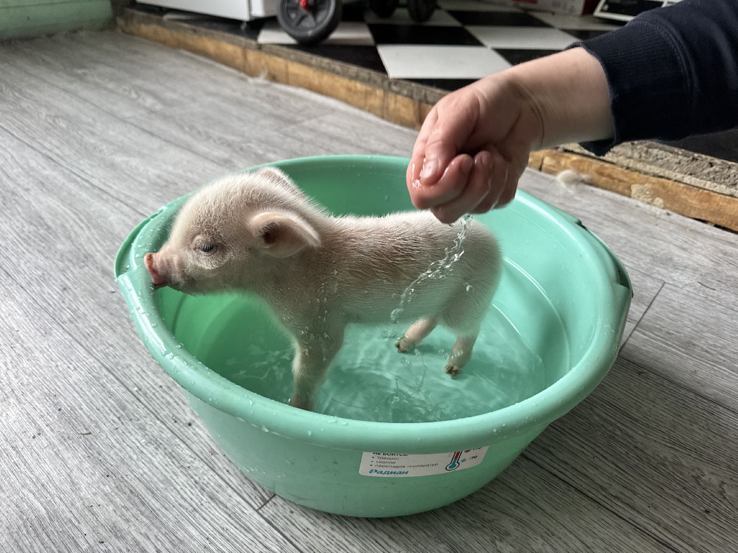 шаховская, поросенок, домашний поросенок, ферма, фермеры,