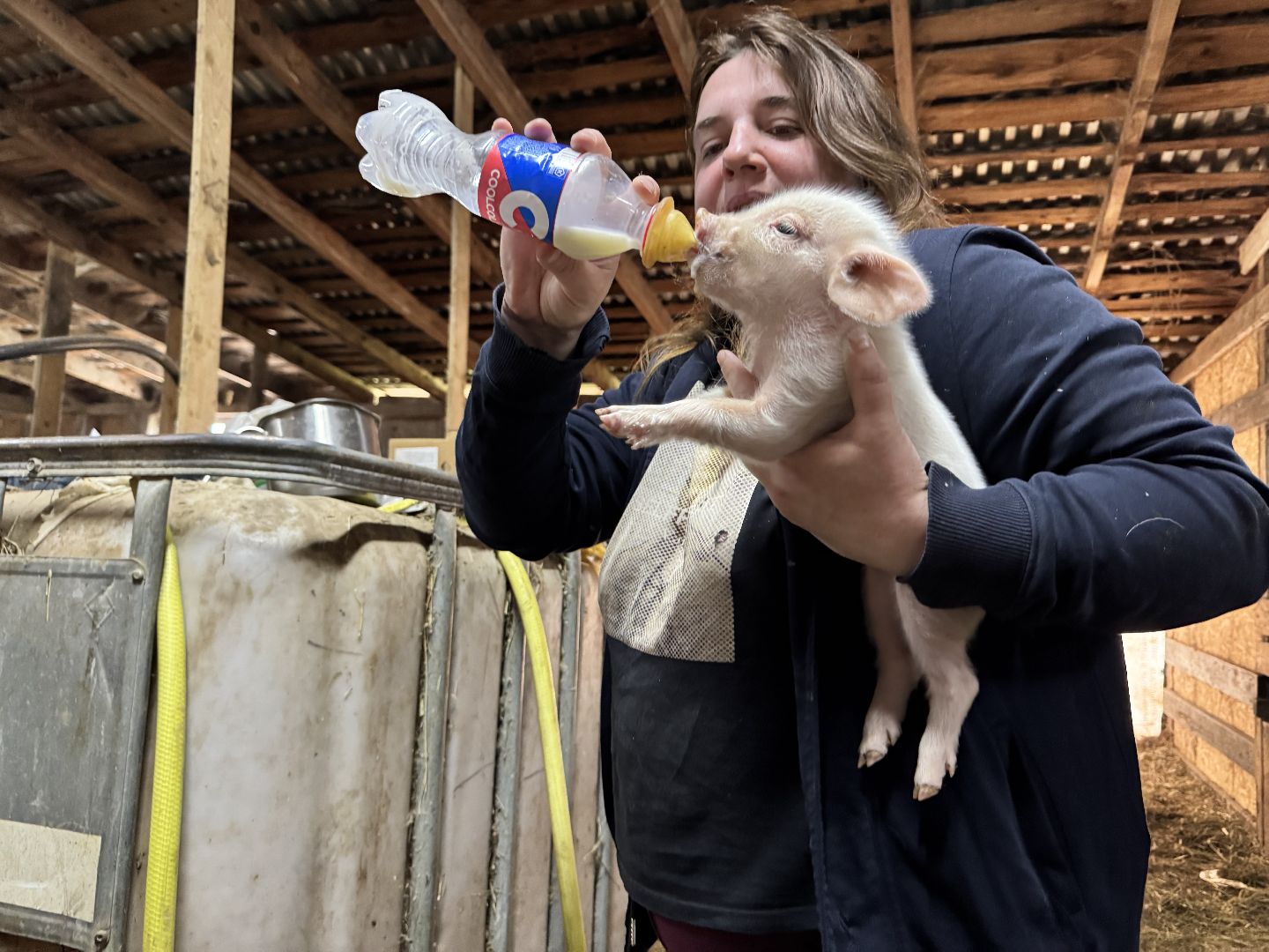 шаховская, поросенок, домашний поросенок, ферма, фермеры,