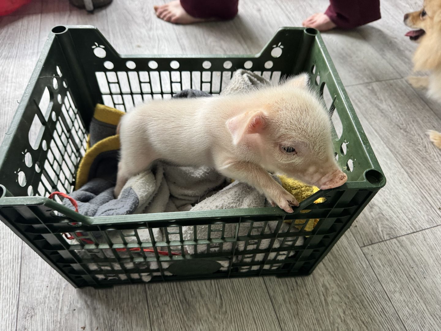 шаховская, поросенок, домашний поросенок, ферма, фермеры,