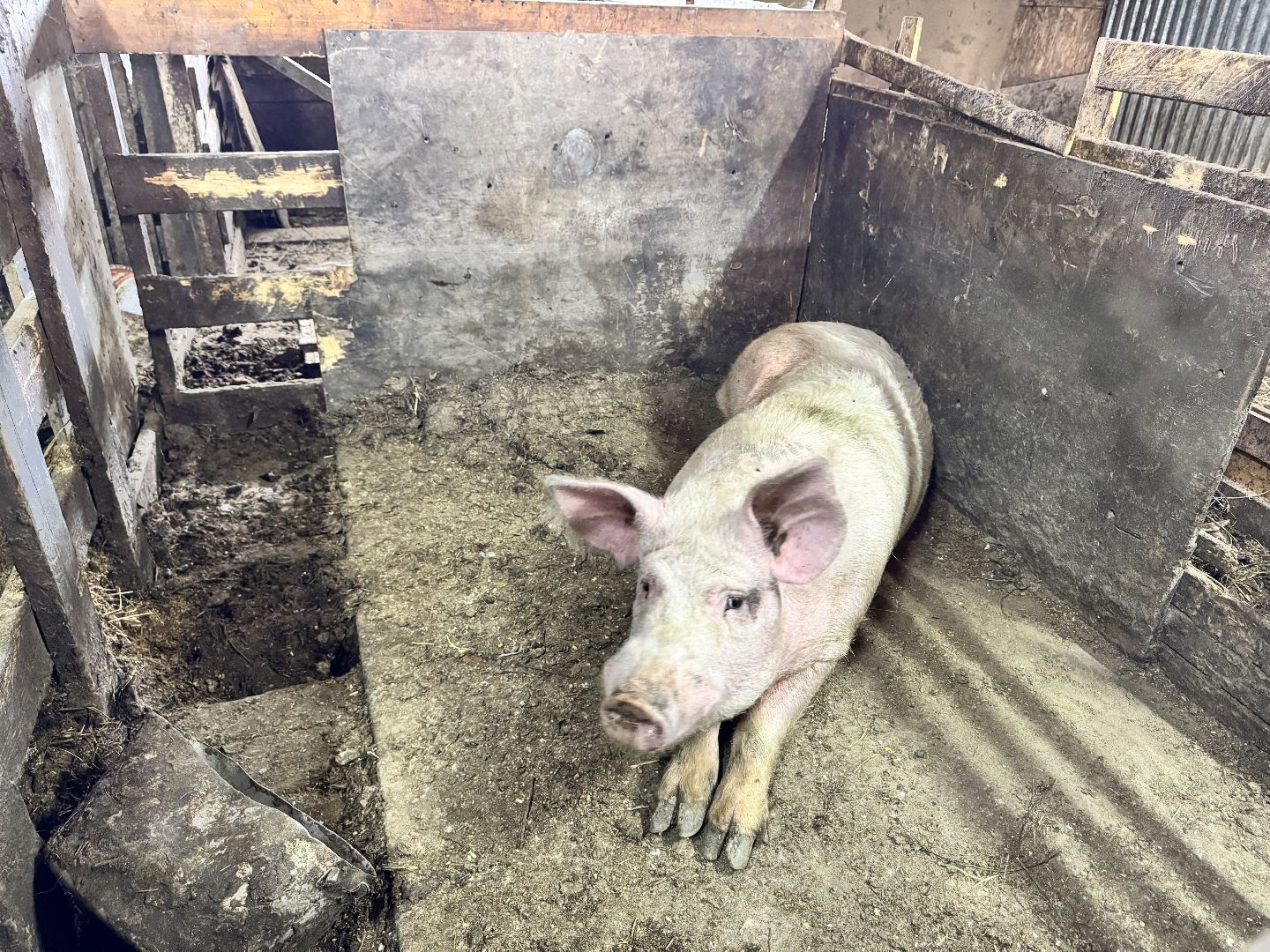 шаховская, поросенок, домашний поросенок, ферма, фермеры,