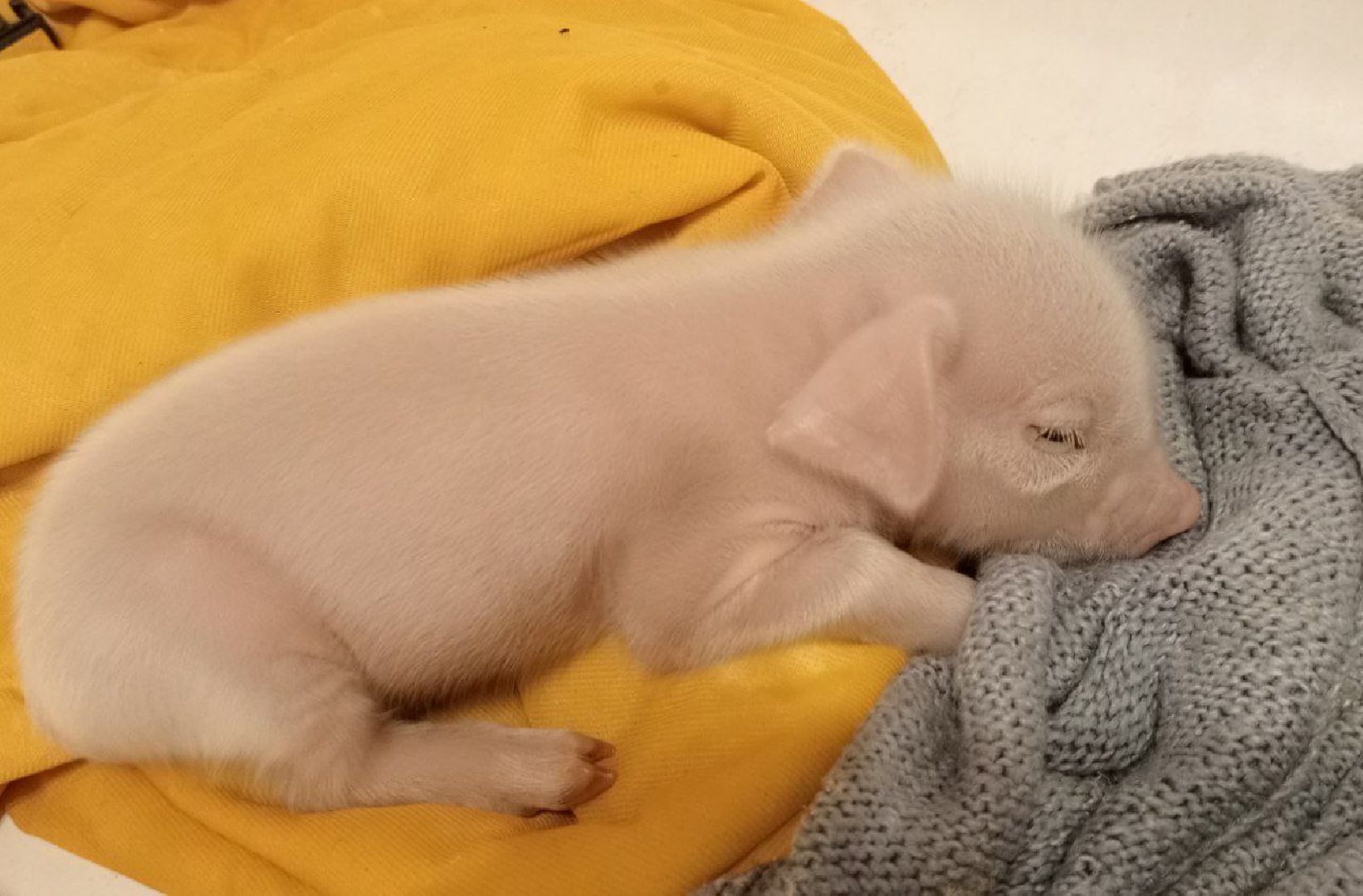 шаховская, поросенок, домашний поросенок, ферма, фермеры,