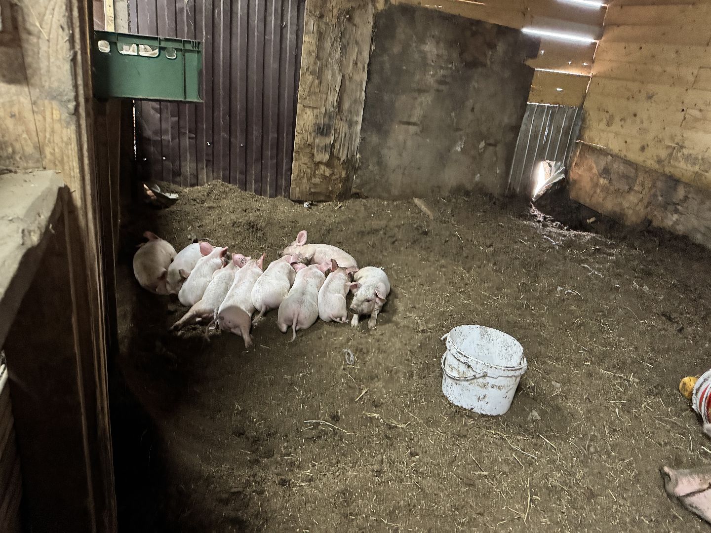 шаховская, поросенок, домашний поросенок, ферма, фермеры,