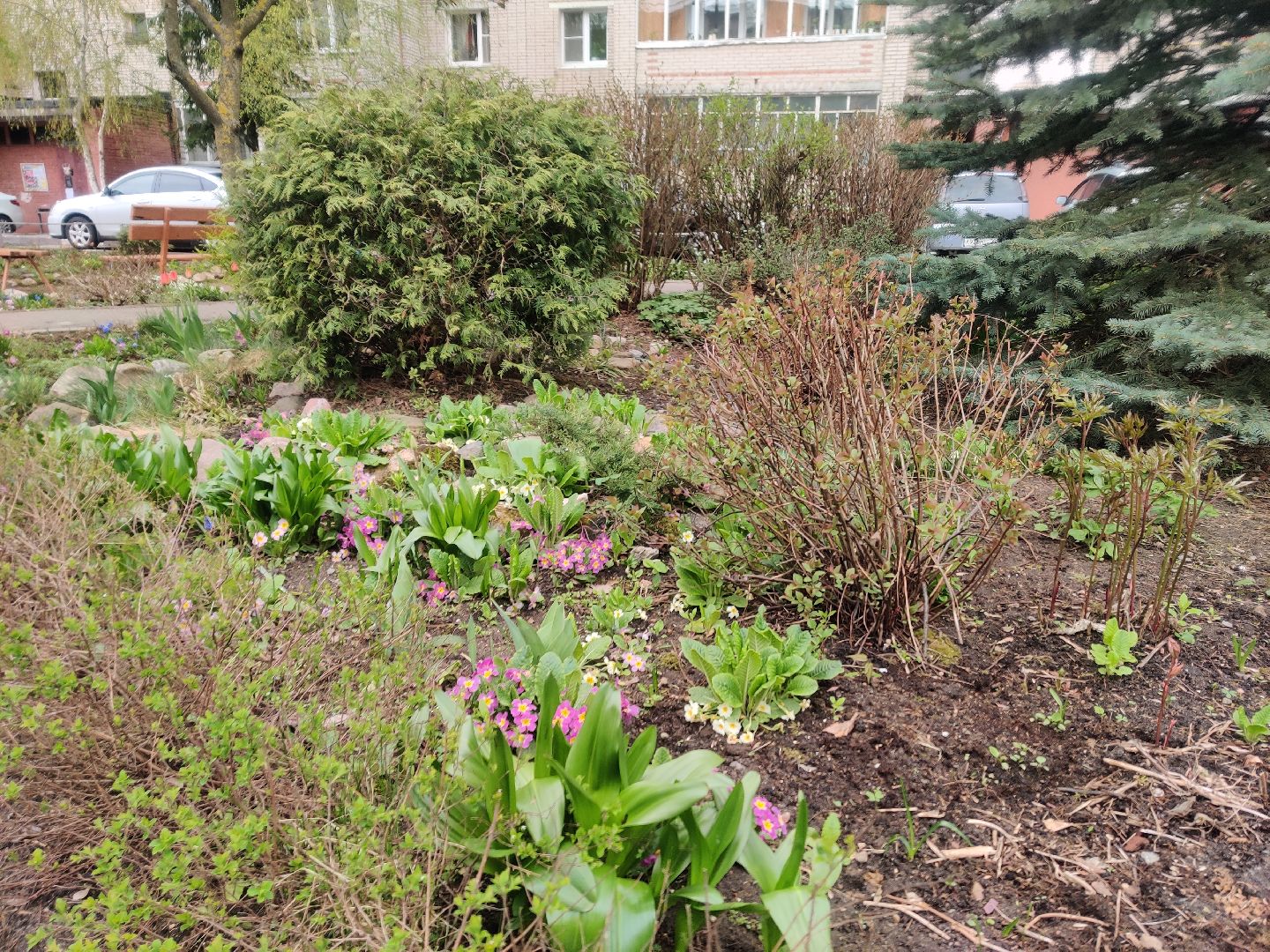 Красноармейск, Пушкинский, сквер, энтузиасты, тюльпаны