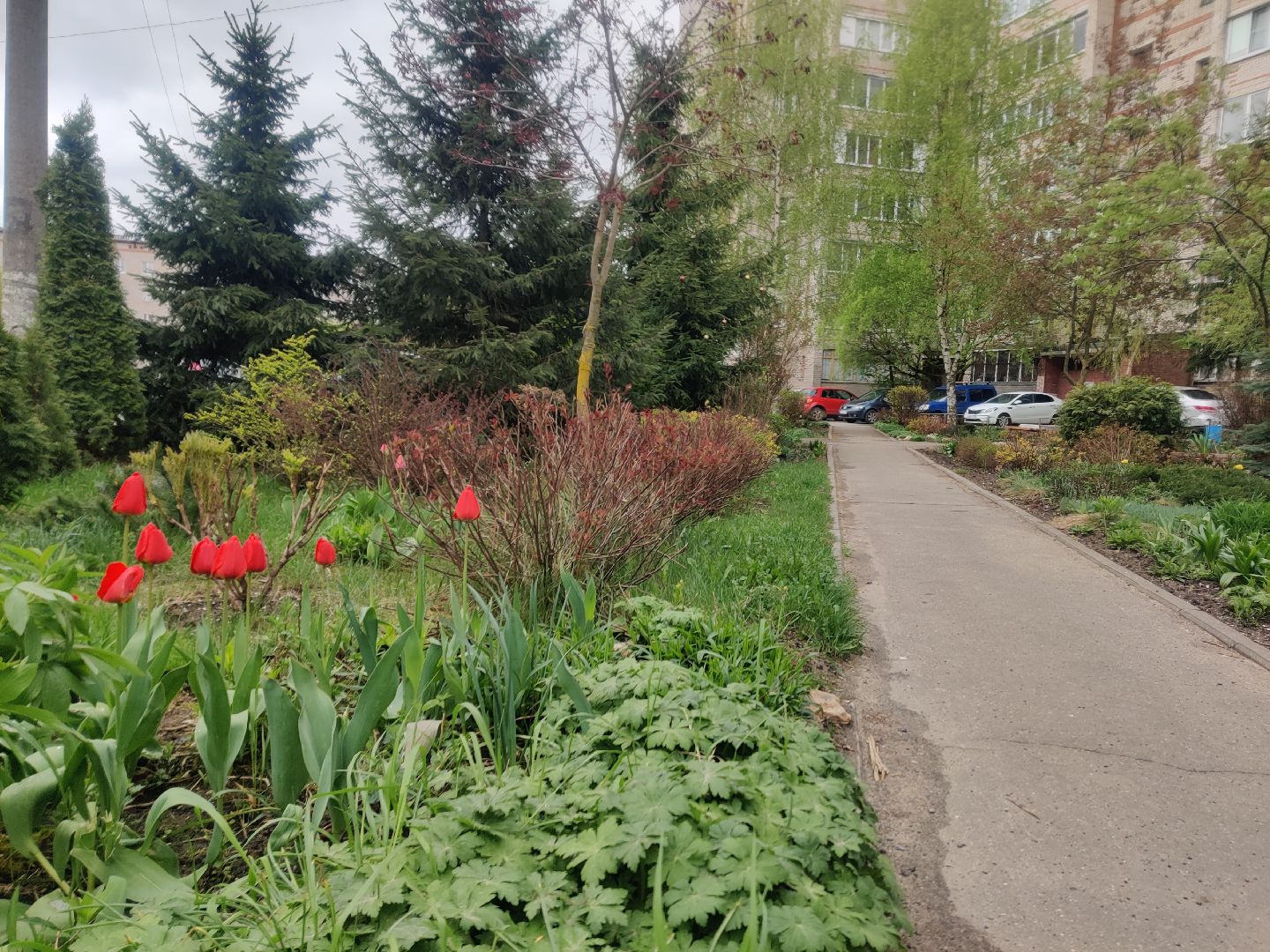 Красноармейск, Пушкинский, сквер, энтузиасты, тюльпаны