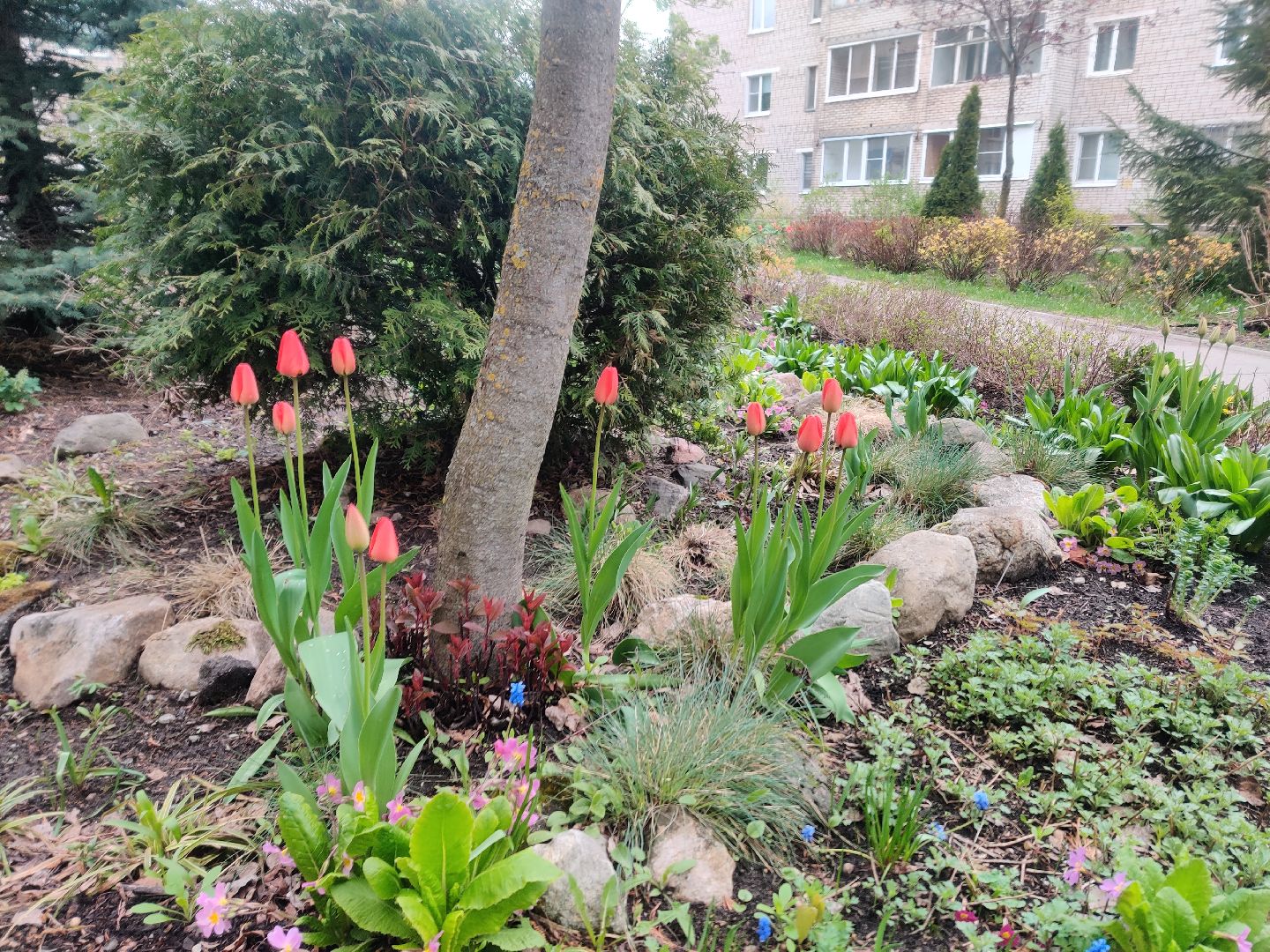 Красноармейск, Пушкинский, сквер, энтузиасты, тюльпаны