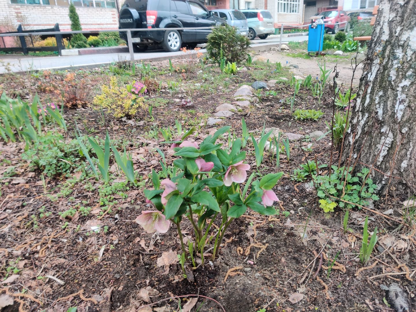 Красноармейск, Пушкинский, сквер, энтузиасты, тюльпаны