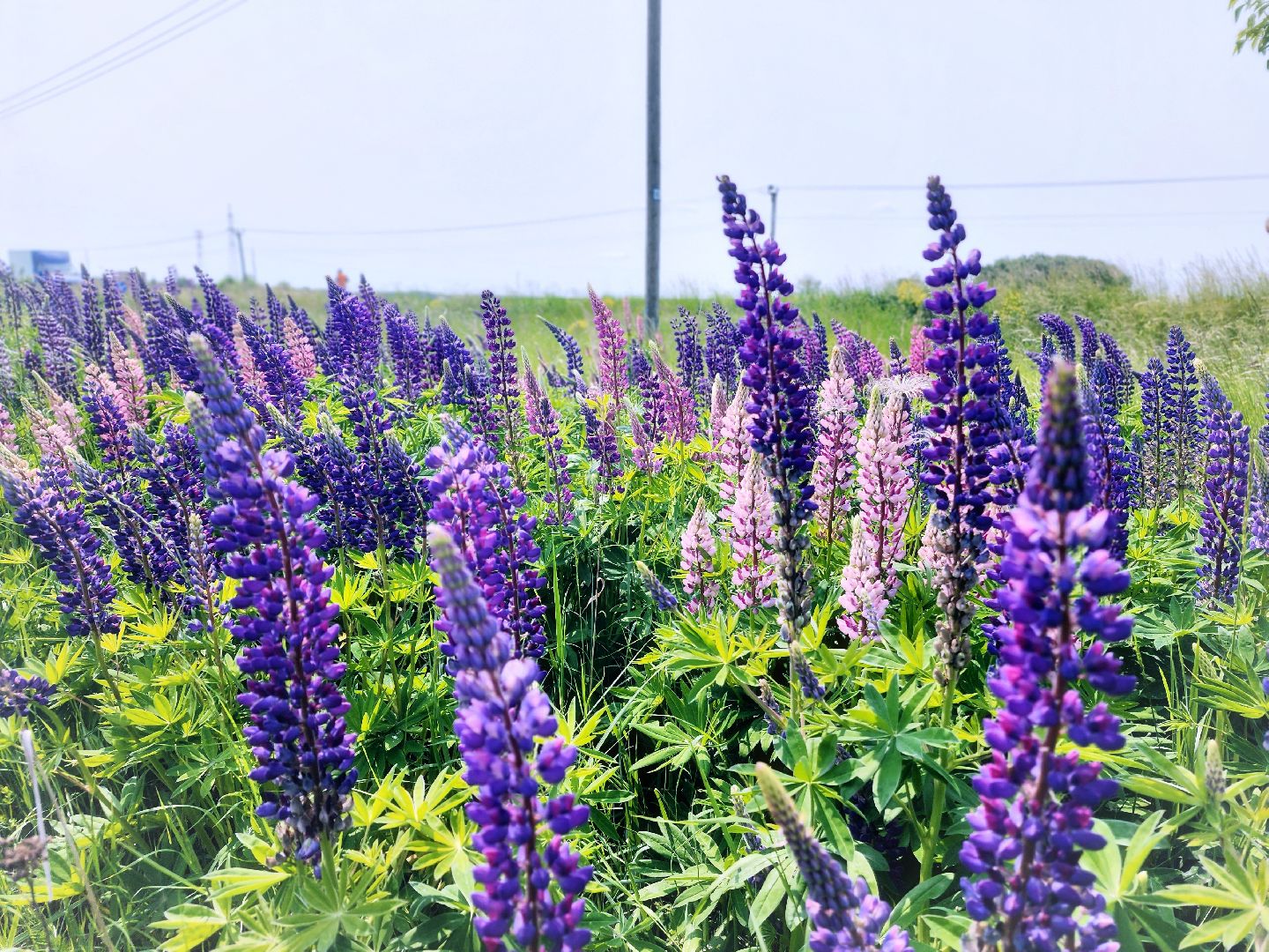 Пущино , серпухов, лето в подмосковье,