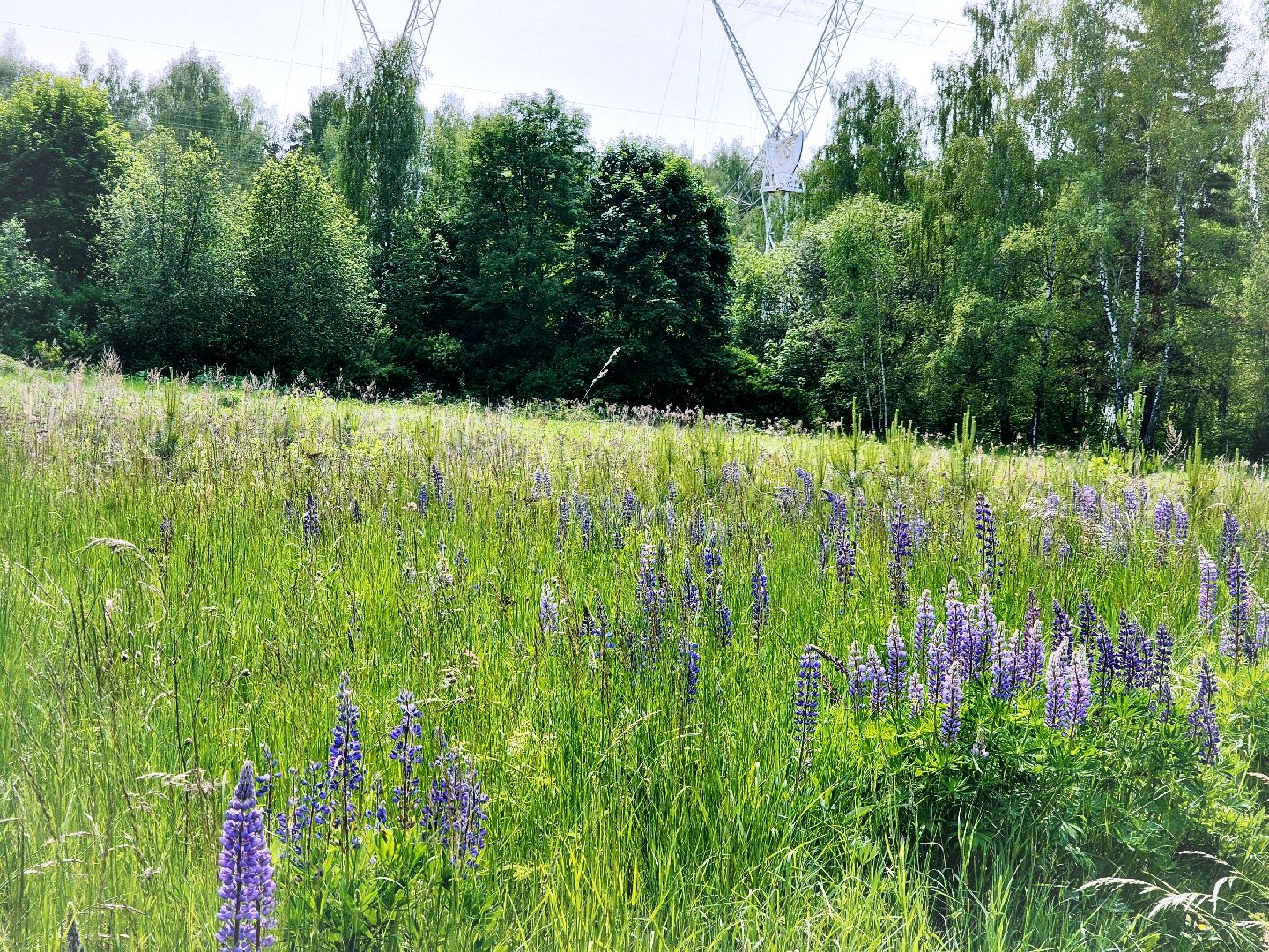 Пущино , серпухов, лето в подмосковье,