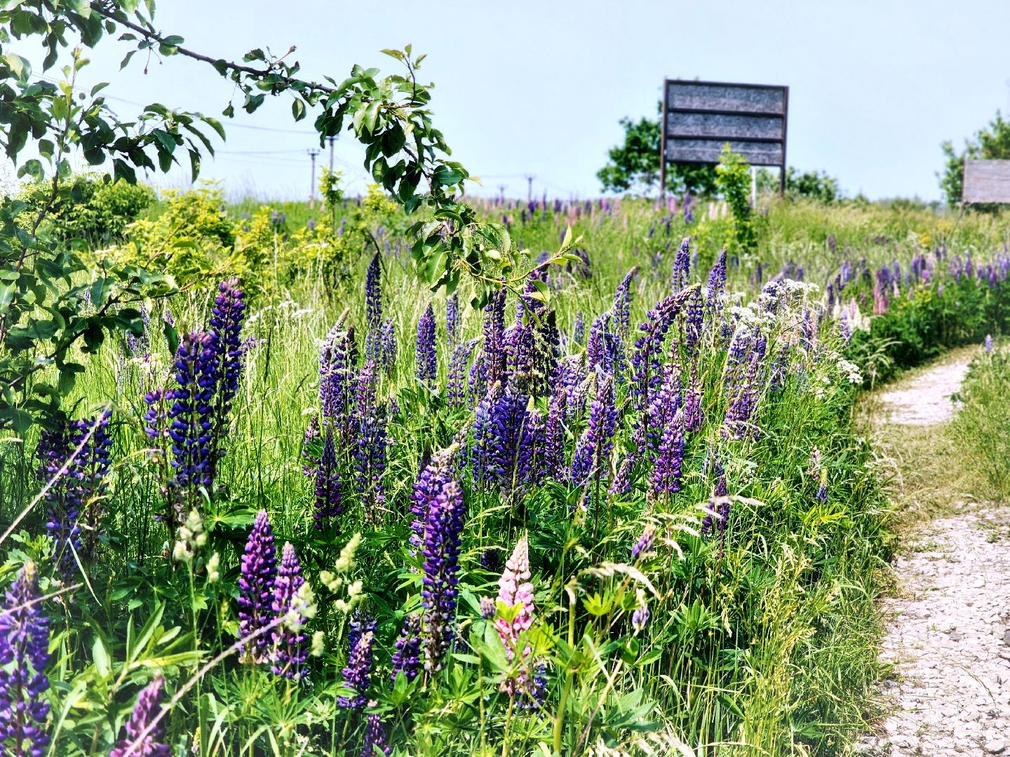 Пущино , серпухов, лето в подмосковье,
