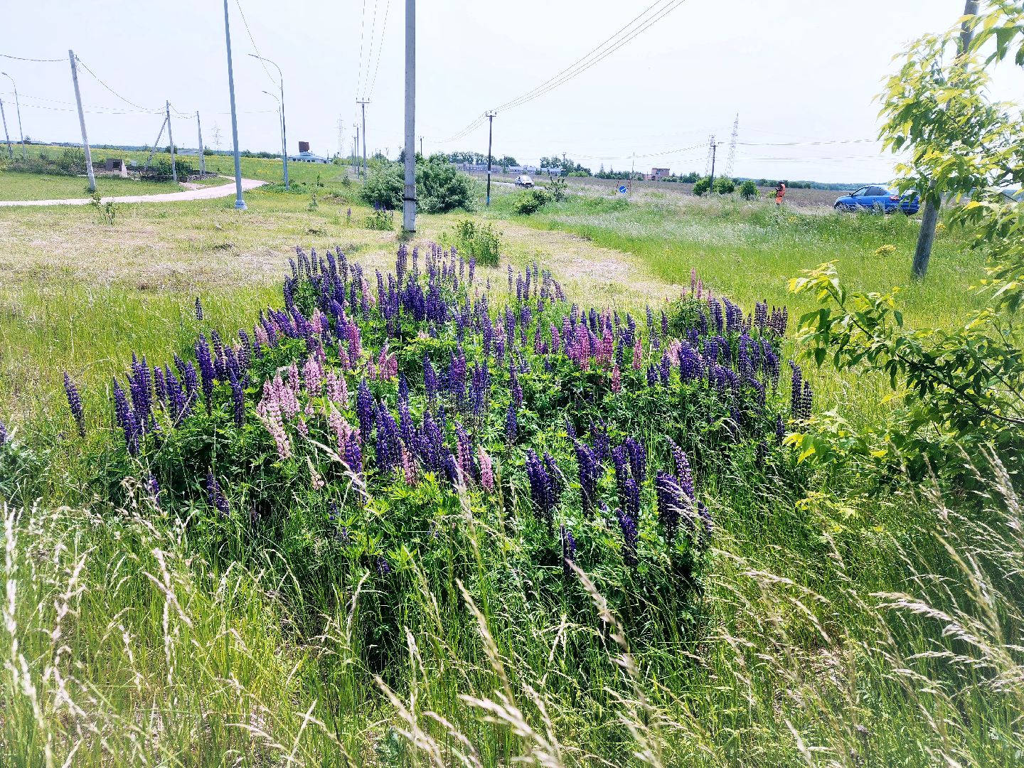 Пущино , серпухов, лето в подмосковье,